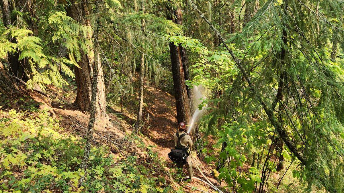 A firefighter uses his hose to wet trees for the Perry Fire in Whatcom County on the western bank of Ross Lake.