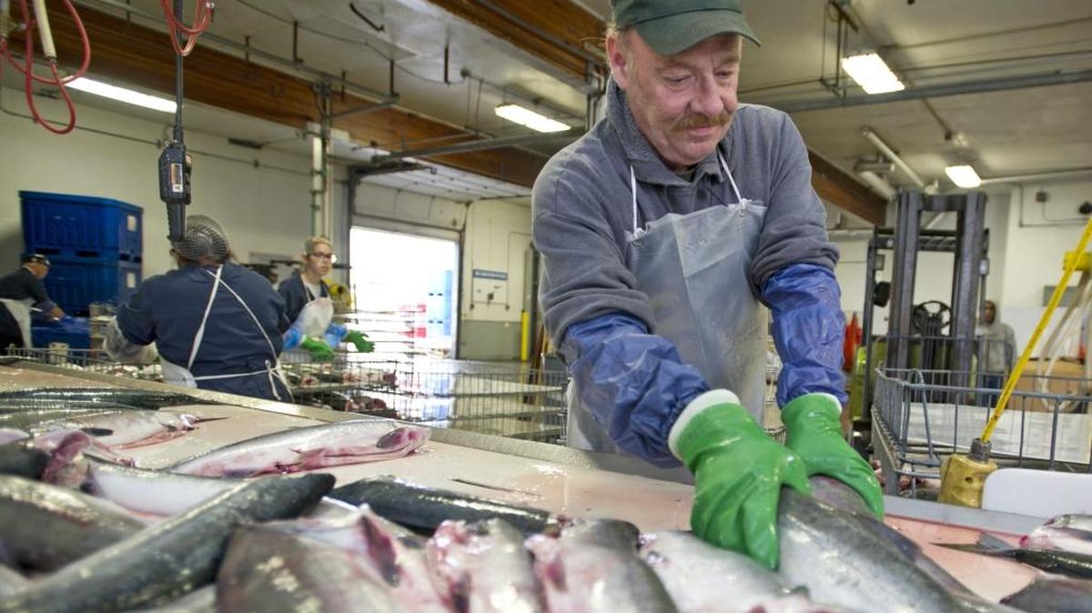 
Salmon is sorted at Bellingham Cold Storage in 2013. In the last 10 years Bellingham Cold Storage and its employees have contributed more than $240,000 to United Way. 
