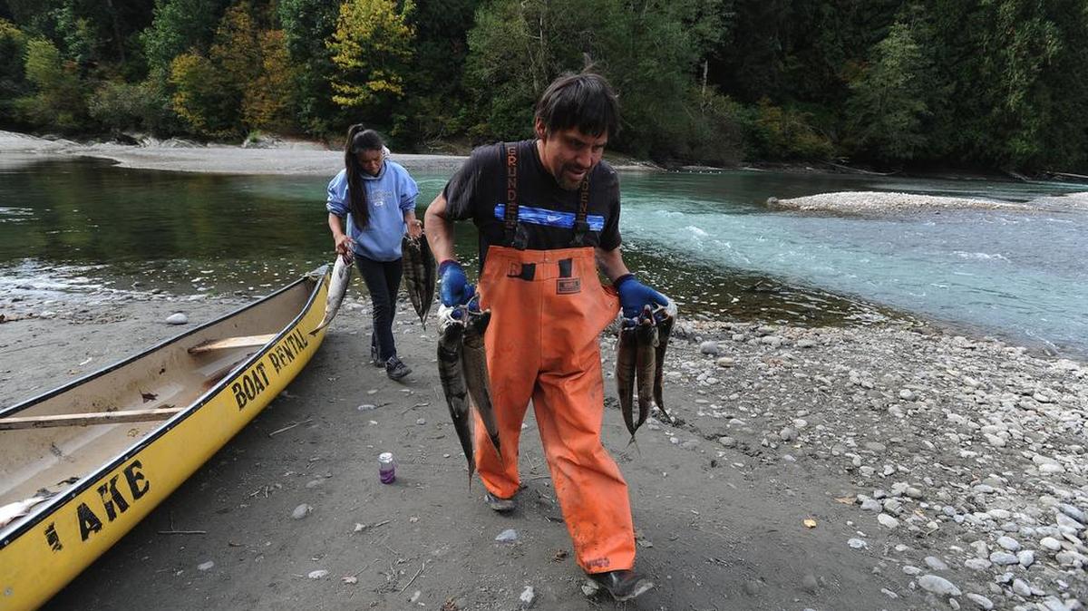 
Nooksack Tribe member Mark Cooper and his partner Crystal Jack haul coho salmon from his canoe in 2012 after catching them at the Cooper family traditional fishing area at the confluence of the north and south forks of the Nooksack River. Cooper said the low water level in the river caused his fishing net to become fouled with slime, making it easier for fish to avoid the net.
