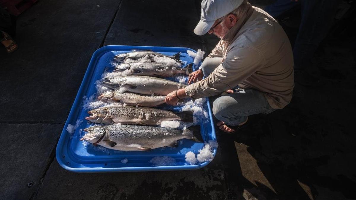 Riley Starks of Lummi Island Wild shows three of the farm raised Atlantic salmon that were caught alongside four healthy Kings in Point Williams, Wash. A marine net pen holding 305,000 farmed Atlantic salmon collapsed in August, releasing thousands of fish into Puget Sound and renewing concerns that a new proposed salmon farm could harm wild salmon stock and cause other environmental damage.
