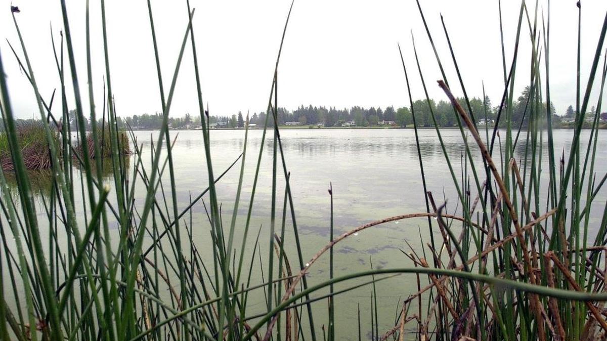 Scenic Wiser Lake, teeming with wildlife and lovers of the outdoors, empties into the Nooksack River. Stormwater Stewards help keep our urban waters clean. Contact North Sound Baykeeper Wendy Steffensen at wendys@re-sources.org for more information.