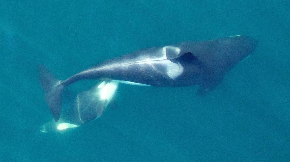 L94, an adult female Southern Resident killer whale, nurses her calf in this image taken by an unmanned aerial vehicle from above 90 feet under National Marine Fisheries Service research permit and FAA flight authorization. Lactation is energetically costly for these whales, and future photogrammetry images of the calf’s growth and the mother’s condition will reveal if the mother is getting enough food to support both herself and the calf. Note the distinctive saddle patch on the mother. This allows scientists to recognize individual whales in photographs.