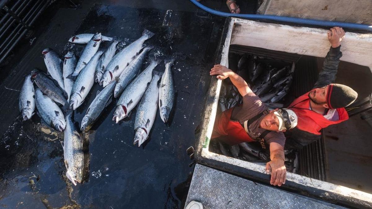 Workers emerge from the hold of the Marathon after having separated out the 16 farm-raised Atlantic salmon they caught fishing off Point Williams, Wash., in August. The Wild Fish Conservancy is concerned about environmental harm and wants Washington state to ban Atlantic salmon farming in Puget Sound.
