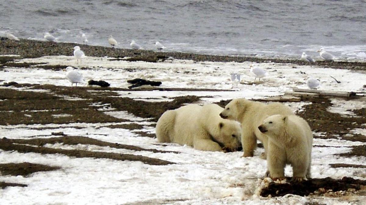 Polar bears prowl the Beaufort Sea coast in the Arctic National Wildlife Refuge. President Donald Trump’s disassembling of public lands protections include drastically slashing the size of national monuments in Utah and opening up the Arctic National Wildlife Refuge to oil drilling.