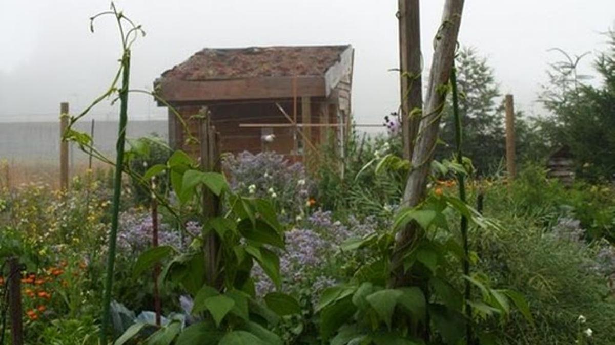 Tool shed at Ferndale’s Friendship Community Garden in 2010.