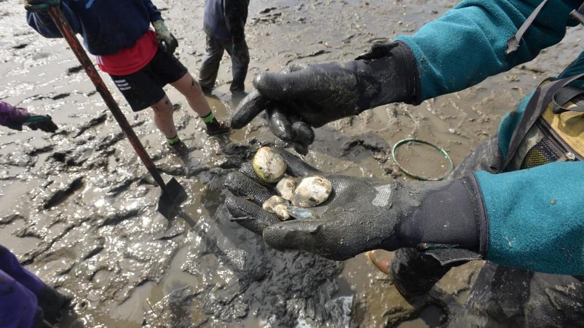 Wade King Elementary School third graders conduct a clam survey in Mud Bay in 2014 with the help of the Whatcom Marine Resources Committee and the Puget Sound Restoration Fund. Where the Nooksack River meets the Puget Sound, rising fecal coliform levels regularly close hundreds of acres of shellfish beds in Whatcom County.