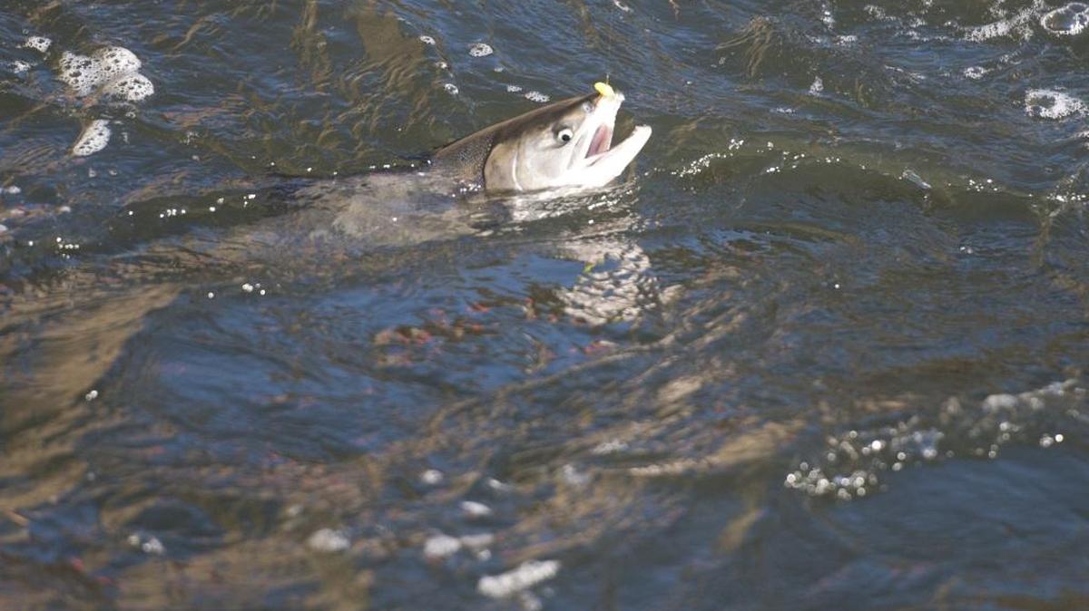A chum salmon is hooked in 2013 in Whatcom Creek in Bellingham.