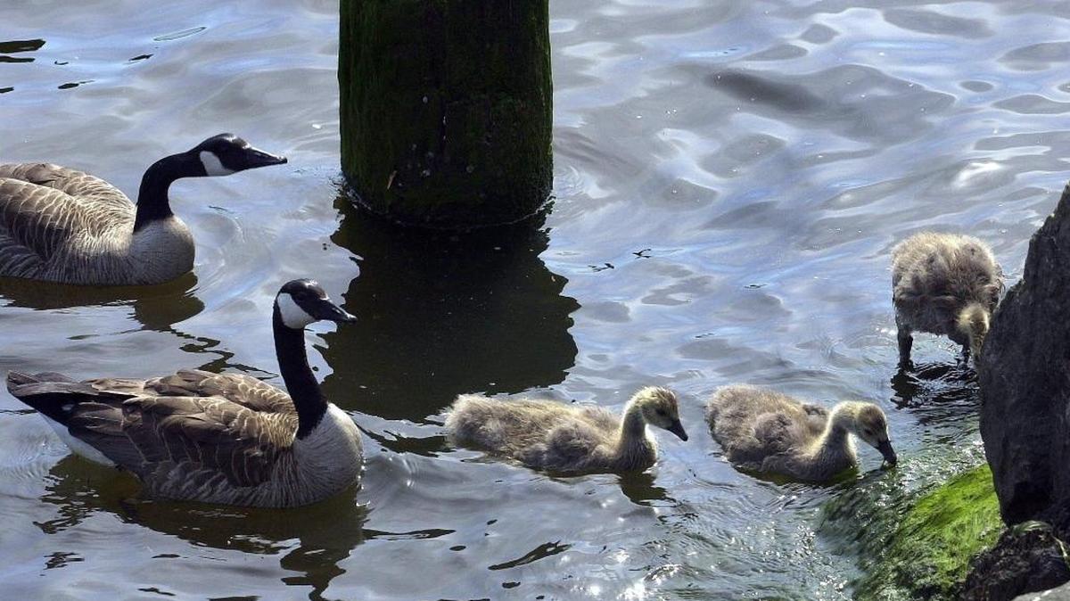Two geese watch over three goslings as the feed from the edge of the Squalicum Creek water way. The revitalization of Bellingham’s downtown waterfront would not be happening without Model Toxics Control Act cleanup grants. House Bill 2182 creates a way to stabilize Model Toxics Control Act revenues through a tiered-tax on the import of hazardous substances.