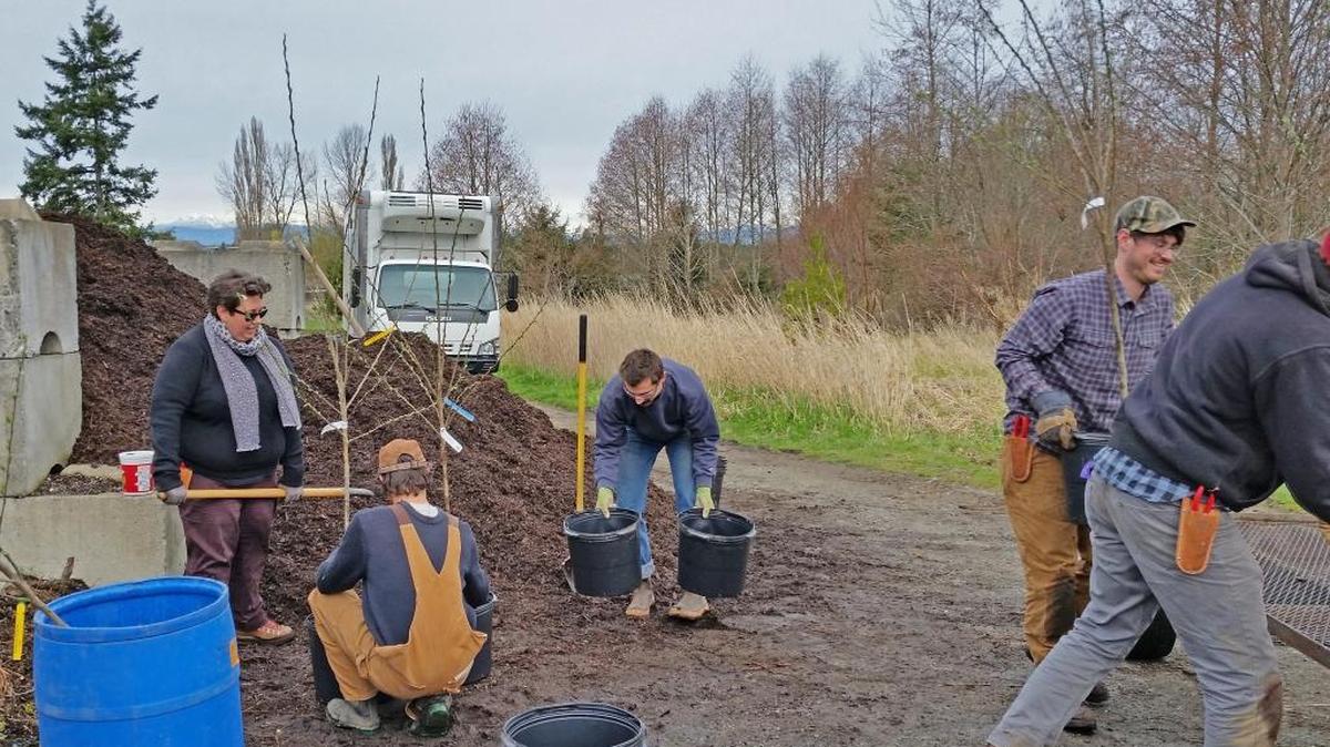 Cloud Mountain Farm Center interns pot fruit trees for the nursery in March, 2016.