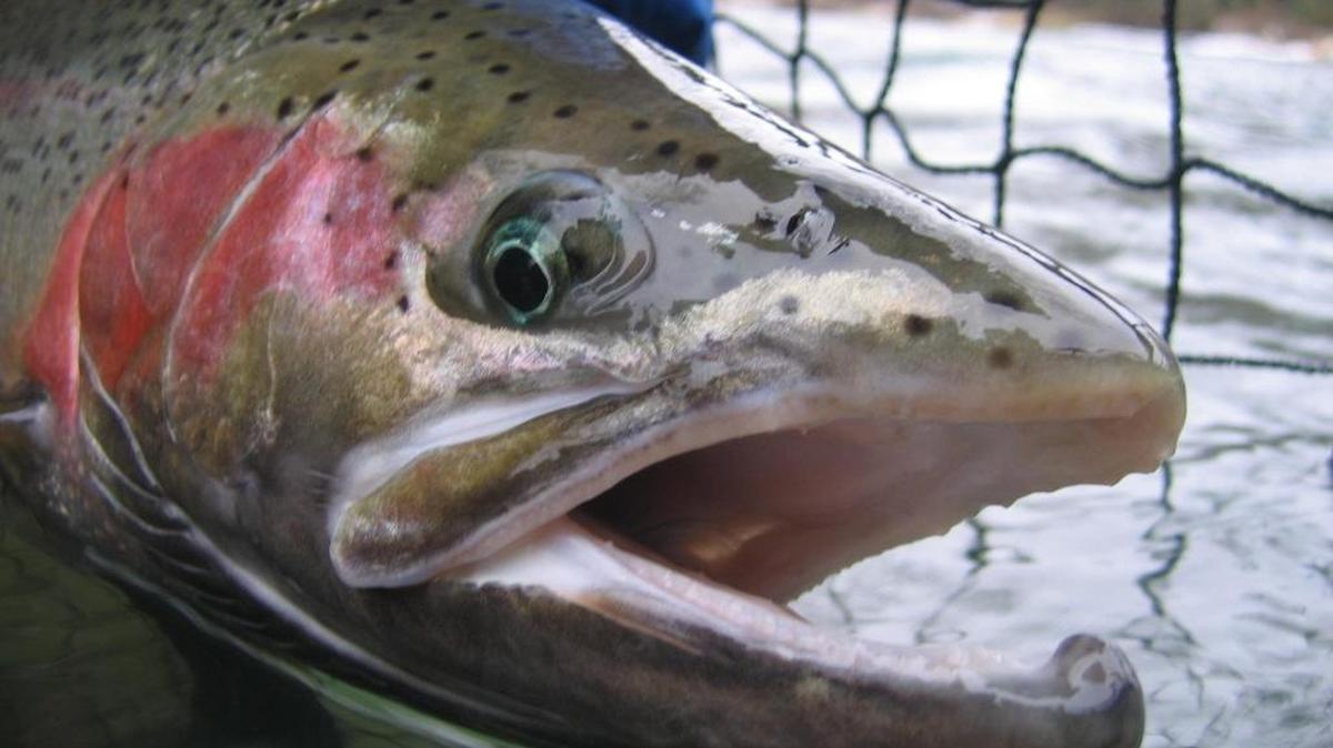 Trout Unlimited advocates that the Washington Department of Fish and Wildlife manage steelhead fisheries as a portfolio of both wild and hatchery rivers.