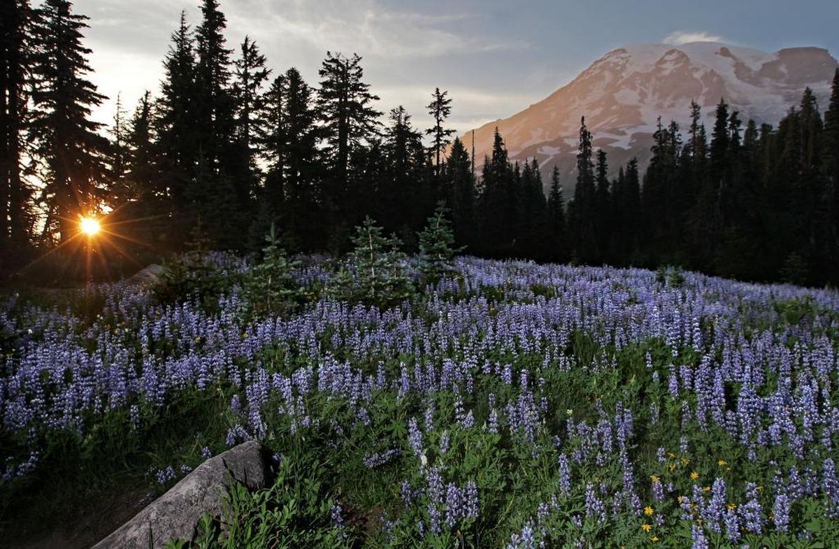 The setting sun casts a glow on Mount Rainier as a meadow of Lupine is consumed in a gathering dusk in the sub-alpine meadows above Paradise.