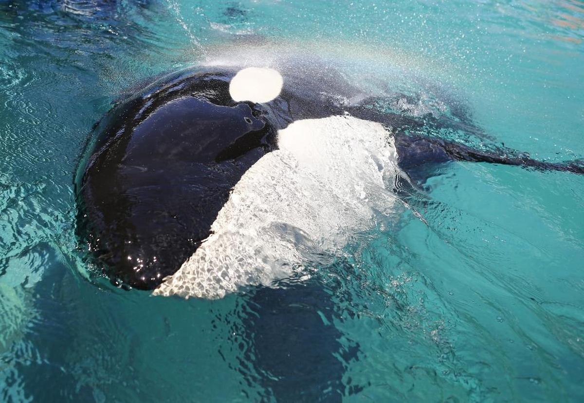 Lolita the killer whale swims at the Miami Seaquairum in 2017 in Key Biscayne, Florida. The Lummi Nation, where the orca was known as Tokitae and is also called Sk’aliChehl-tenaut after a Native village in Penn Cove near her capture site, seeks her return to her home in the Salish Sea.