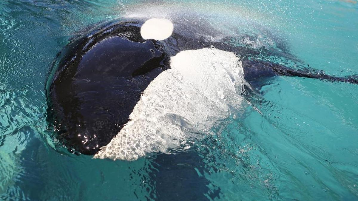 Lolita the killer whale swims at the Miami Seaquairum in 2017 in Key Biscayne, Florida. The Lummi Nation, where the orca is known as the Blackfish Tokitae, seeks her return to her home in the Salish Sea.