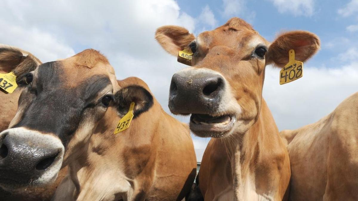 Jersey cows produce milk at a Whatcom County farm. In addition to a 1917 law that hinders water efficiency, farmers are concerned about regulatory cost increases in the state Department of Ecology’s new Concentrated Animal Feeding Operation permit.