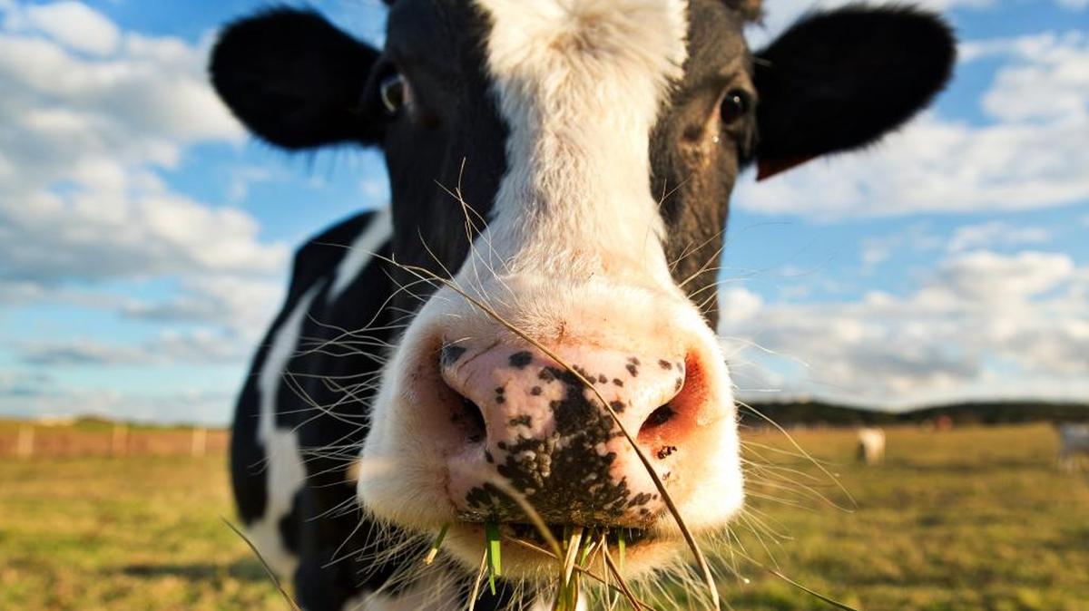 Family farmer says increasing market concentration through corporate mergers gives him little choice but to buy from a limited group of input suppliers and sell to a limited number of buyers.