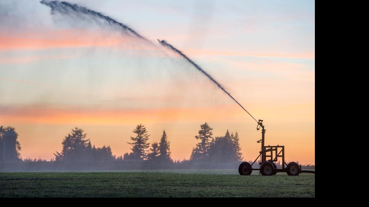 
A field on Birch Bay-Lynden Road is watered June 5, 2015. Irrigation accounts for almost two-thirds of Whatcom County water use in July, August and September.
