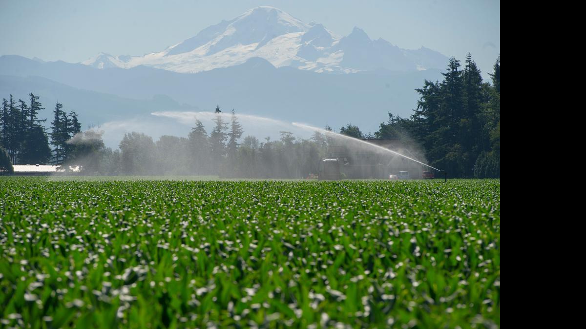 
A water gun sprays a corn field along Guide Meridian Road near Lynden in June, 2015. Data estimates show that of agriculture’s 65 percent share of summer water use, 63 percent is from irrigation.

