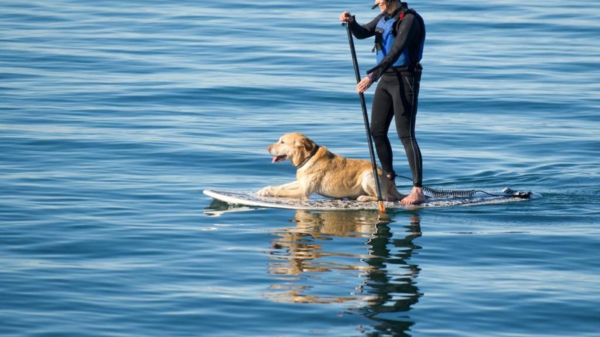 Kerstin Nash paddleboards with her labrador retriever Cava in 2013 at Marine Park in Bellingham..